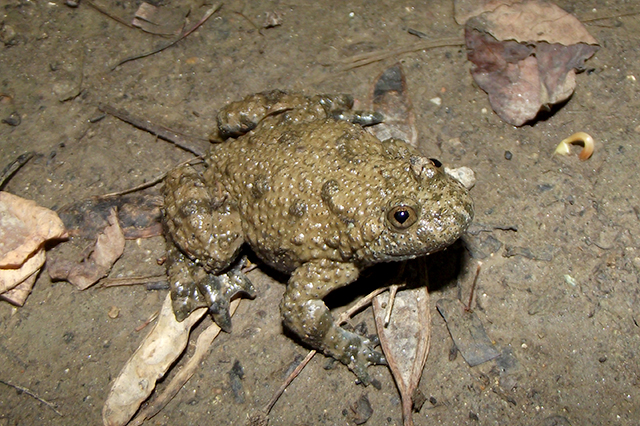 Bombina variegata