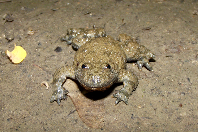 Bombina variegata