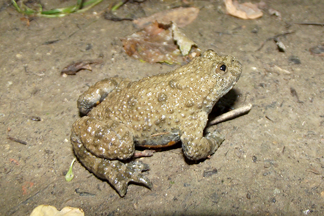 Bombina variegata