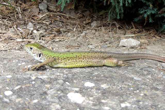 Lacerta viridis