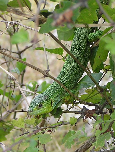 Lacerta trilineata