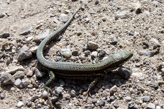 Podarcis muralis