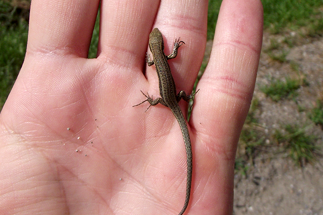 Podarcis muralis