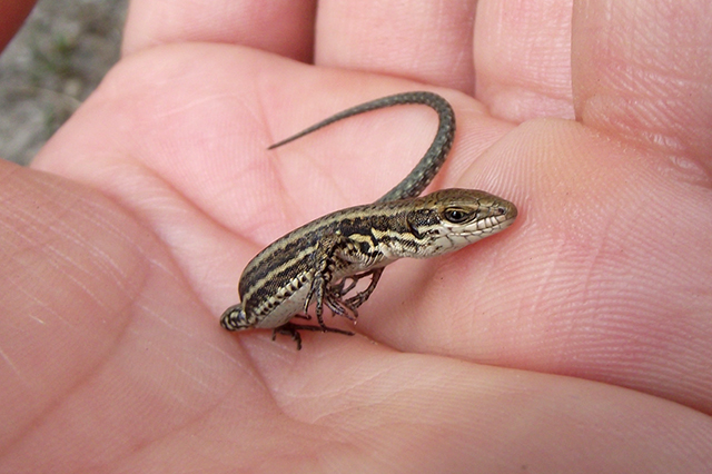 Podarcis muralis