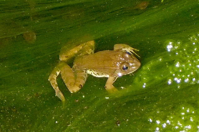 Pelophylax/Rana sp.