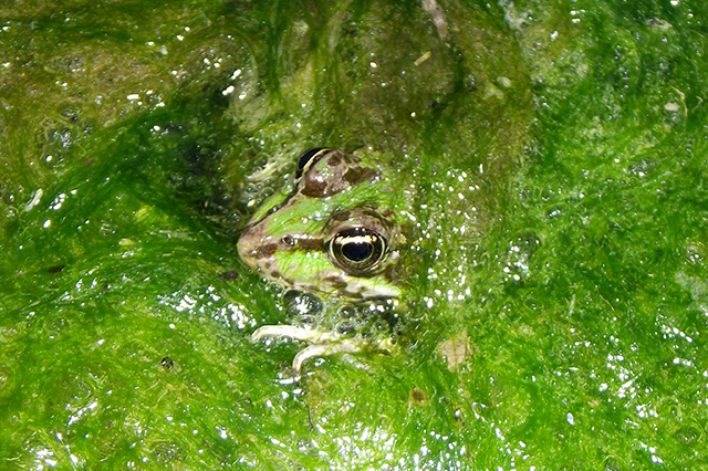 Pelophylax/Rana sp.