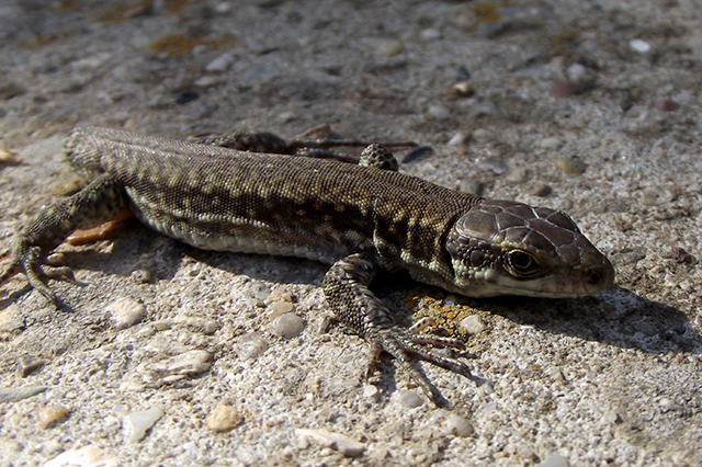 Podarcis muralis