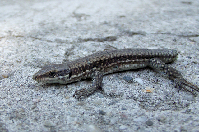 Podarcis muralis