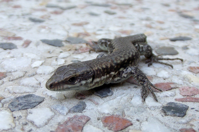 Podarcis muralis