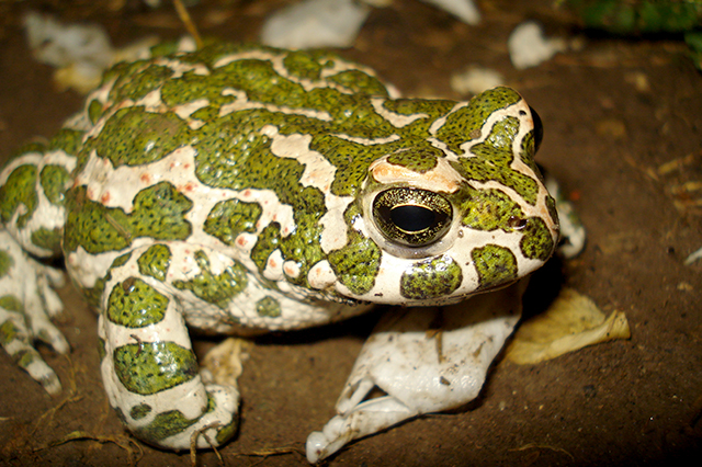 Pseudepidalea viridis