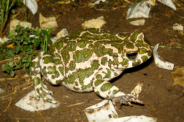 Pseudepidalea viridis