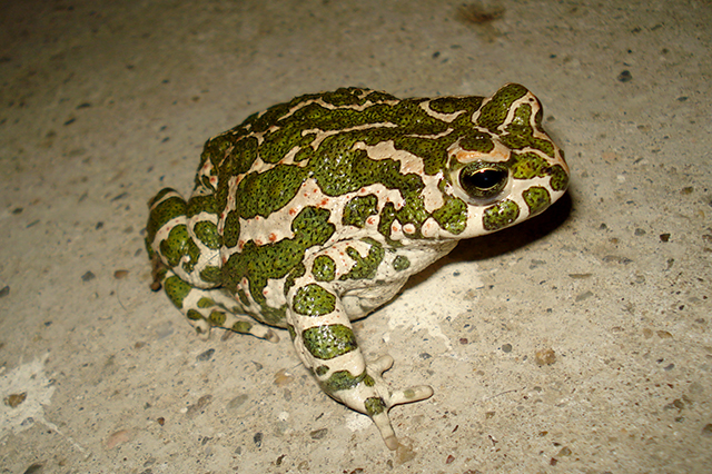 Pseudepidalea viridis