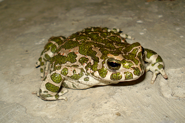 Pseudepidalea viridis