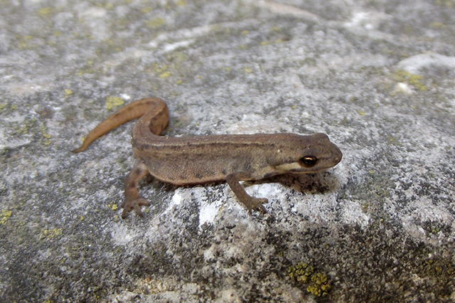 Lissotriton vulgaris