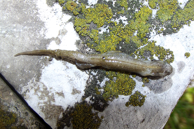 Lissotriton vulgaris