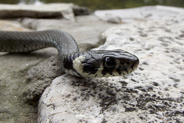 Natrix natrix