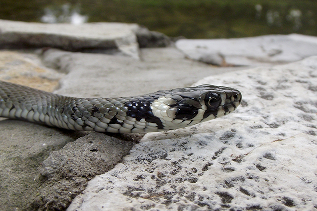 Natrix natrix
