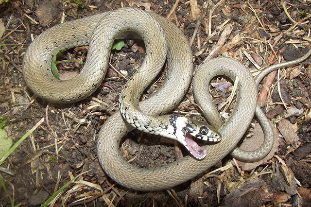 Natrix natrix