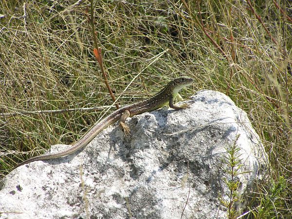 Lacerta viridis