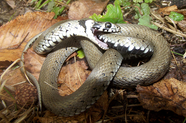 Natrix natrix