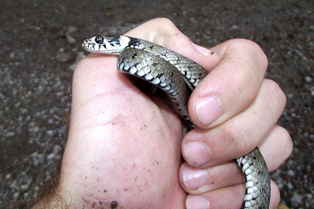 Natrix natrix