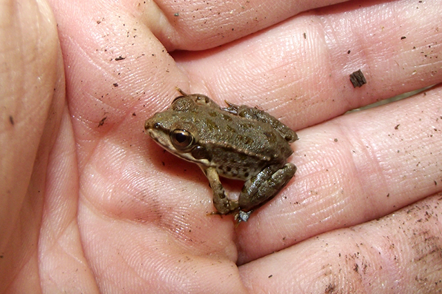 Pelophylax ridibundus