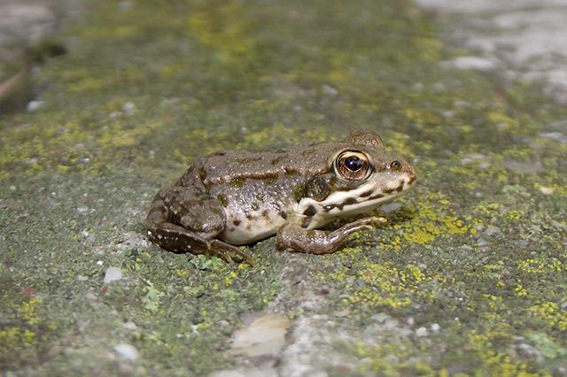 Pelophylax ridibundus