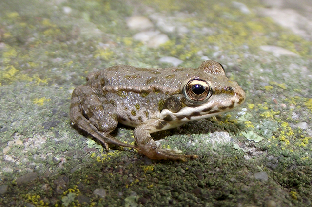 Pelophylax ridibundus