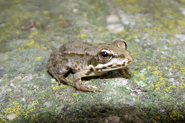 Pelophylax ridibundus