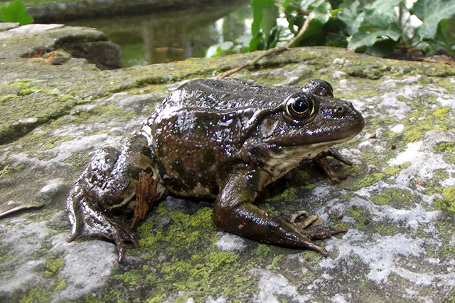 Pelophylax ridibundus