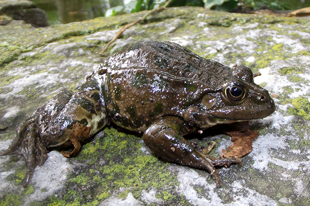 Pelophylax ridibundus