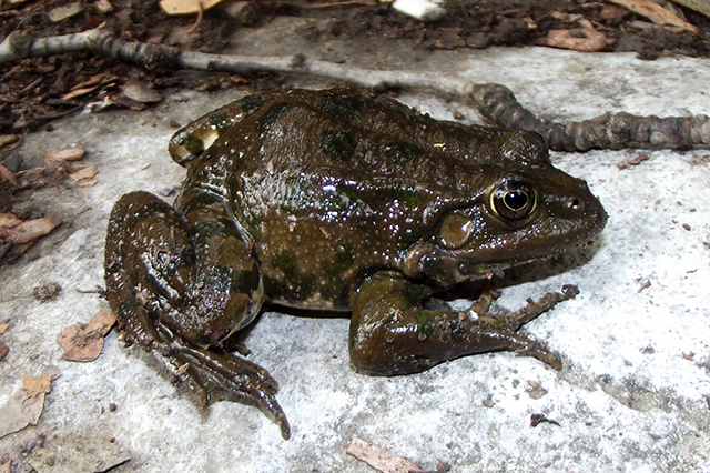 Pelophylax ridibundus