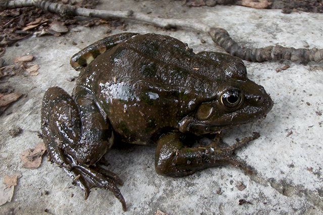 Pelophylax ridibundus