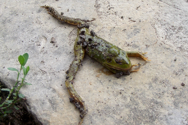 Pelophylax ridibundus