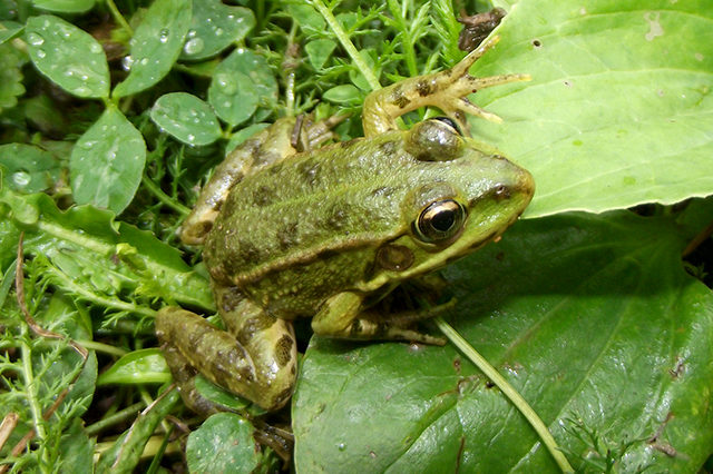 Pelophylax ridibundus