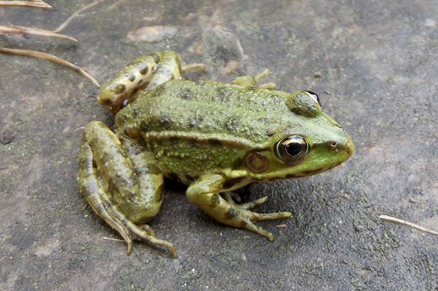 Pelophylax ridibundus