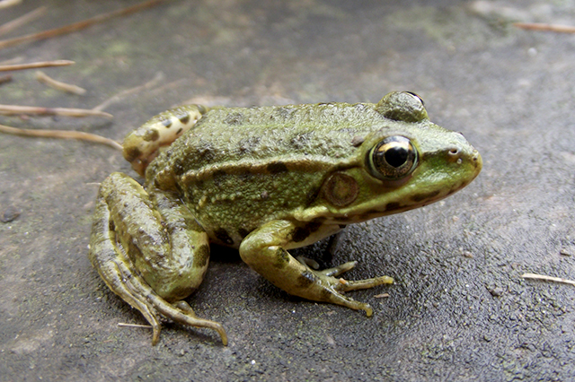 Pelophylax ridibundus