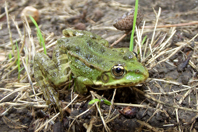 Pelophylax ridibundus