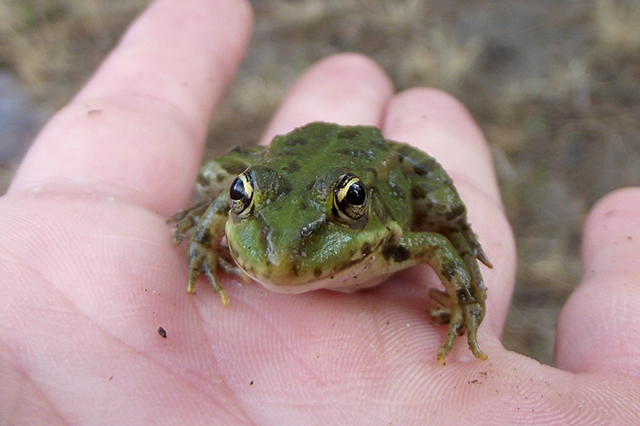 Pelophylax ridibundus