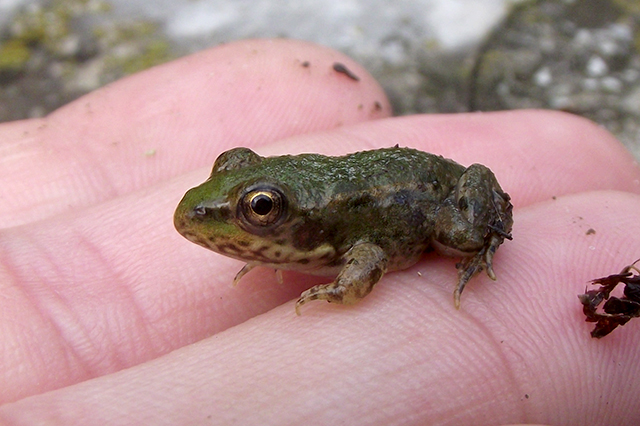 Pelophylax ridibundus