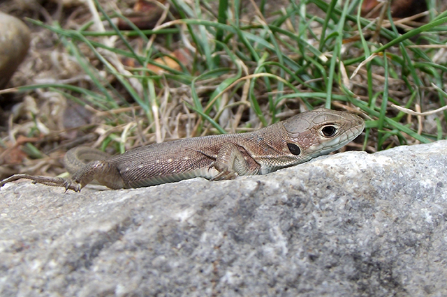 Lacerta viridis