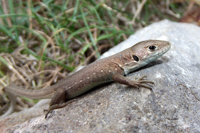 Lacerta viridis