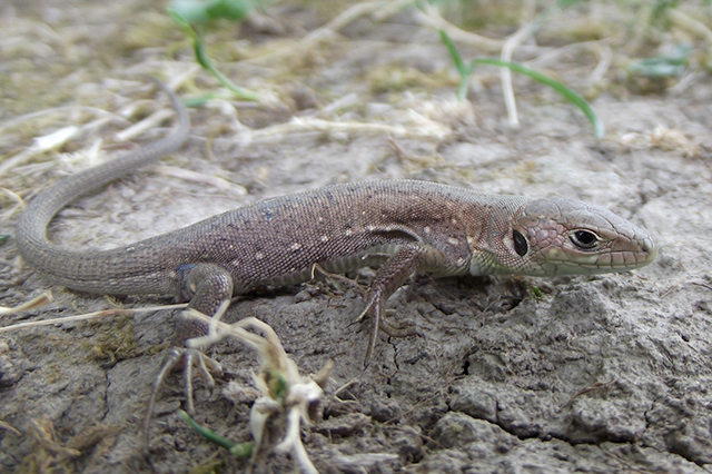 Lacerta viridis