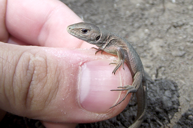 Lacerta viridis