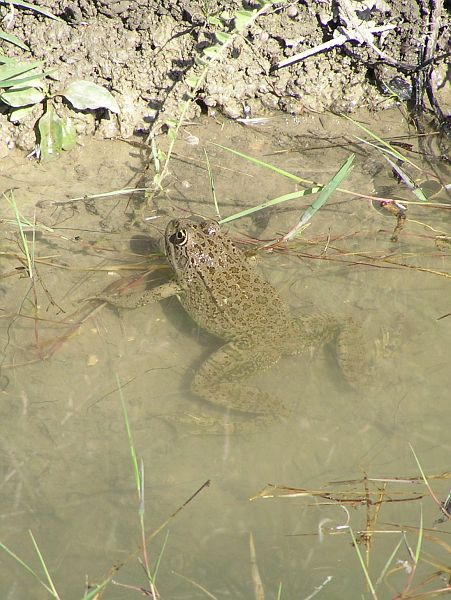 Pelophylax ridibundus