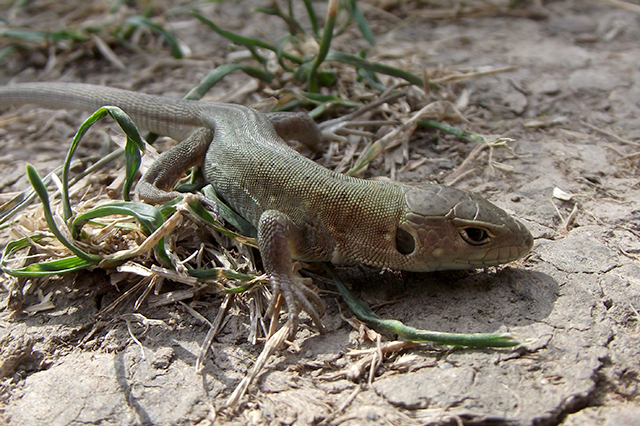 Lacerta viridis