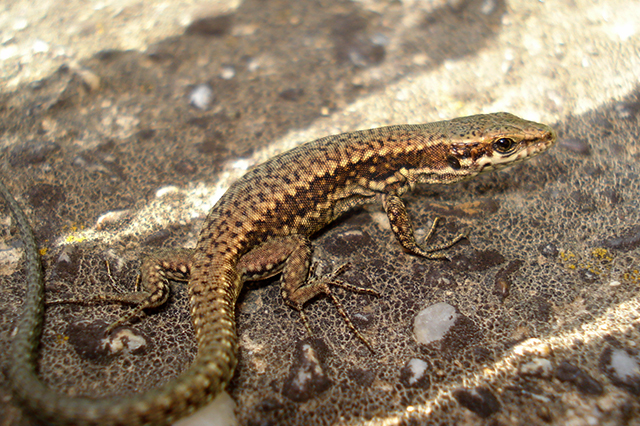 Podarcis muralis