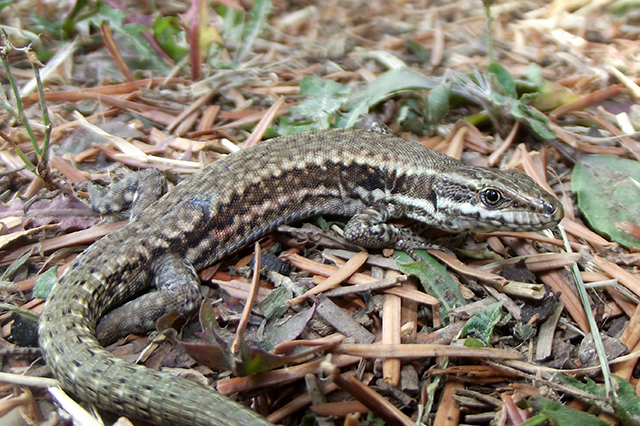 Podarcis muralis