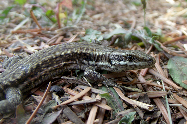 Podarcis muralis