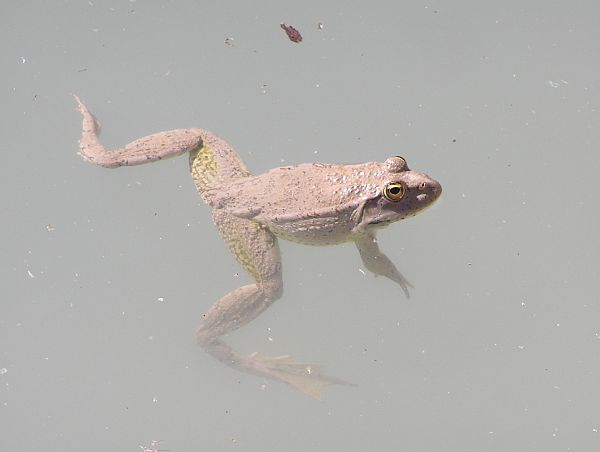 Pelophylax ridibundus